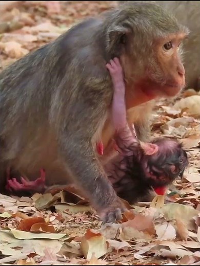 Lovely newborn baby monkey #adorablemonkey #babymonkey #babymonkeyvideo #animals