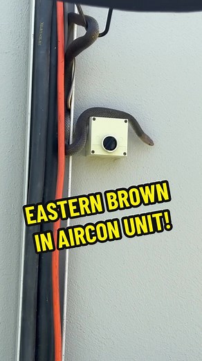 Eastern Brown Snake in Air Conditioning Unit!
