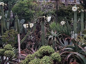 Plants At Moonlight State Beach: Photos Of The Day