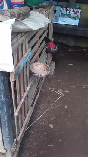 masih stay di hobi perayaman#ayam#bangkok#fyp