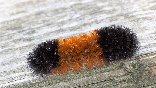 Black and Brown Caterpillar: What Could It Be?