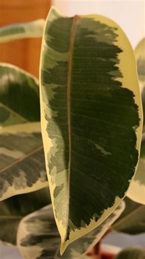 The Ficus elastica Tineke, also known as the rubber plant, is an easy-to-care-for, low-maintenance houseplant that looks great all year round. #houseplants #houseplantclub #houseplantsuk #houseplantlove | Gardening Express