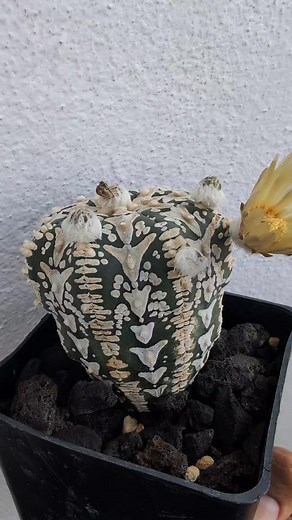 Astrophytum Asterias V type .. .. .. .. #planttok #succulent #plantcommunity #힐링 #plantasdeinterior | Cactus León