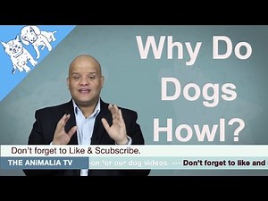 Why (& When) Do Dogs Howl?