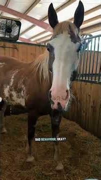 Checking in on the buddy sour horses! #horse #horses #equestrian #horsegirl