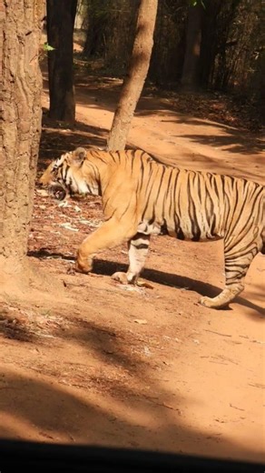 Tiger's of bandhavgarh #shorts #youtubeshorts #tigerspotted #tiger #bigcat #wildlife