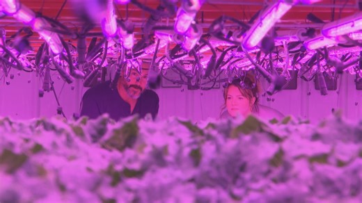 From feeding 'food deserts' to attracting big grocery, indoor farming taking off in N.B. | CBC News