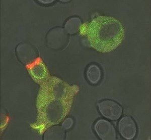 En vidéo : le cytosquelette dévoile l’efficacité de ses mouvements