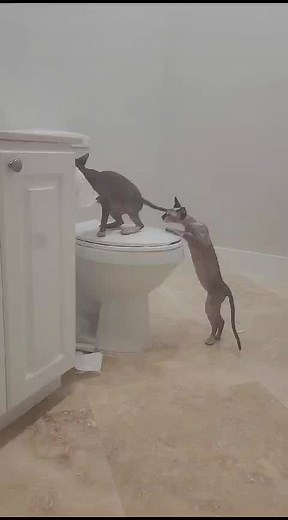 ZenHaven (@zenhavensanctuary)’s videos with Dangerous - ⭐️