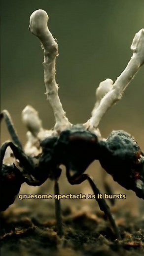 In 1974, scientists discovered a "zombie" fungus that takes over ants.