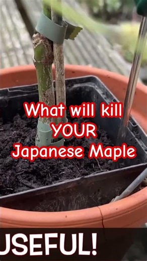 What will kill your Japanese Maple? #gardening #garden