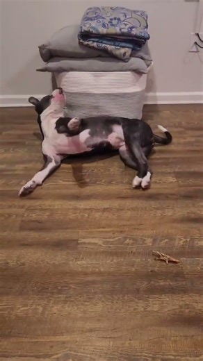 Karma's tantrum, her mommy is teaching her a new trick to be patient with her treats. #philly #laos