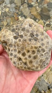 Michigan Rocks on Reels