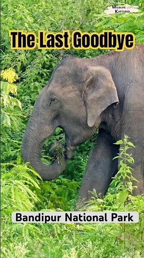 A Gentle Goodbye 🐘 | Elephant Family of Bandipur | Wildlife Documentary Short