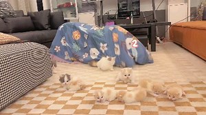 animal lover on Instagram: "It's amazing 朗 Follow for more videos  @animals__cute_life #instagood #instadaily #insta #instagram #cat #cute #funny #catlover #catlike #catmylove #cutecat #cutebaby #viral #reels #trending #cat"