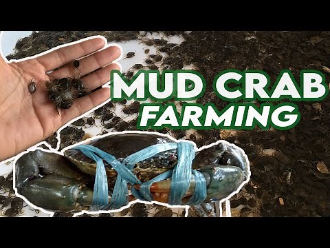 Pag-aalaga ng Alimango | Mudcrab Farming | Crablets
