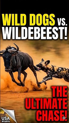 Wild Dogs vs. Wildebeest: The Ultimate Chase! 🐾