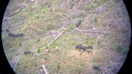 BB Pests | 15 mature boars hanging around a sow hogging Send it to a mate whose dogs would still catch the sow Marlborough, South Island August 2021 | Instagram