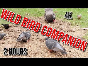 Wild Bird Companion with Cockatiel Sounds (TV for Cats)