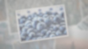 When Are Blueberries in Season?