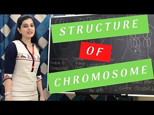 Structure of Chromosome Class 10 ICSE Biology | Cell Division, Cell Cycle Chapter