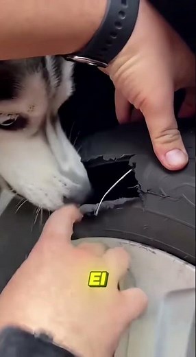 My dog ​​destroyed the car tire and what was inside was surreal! 😱