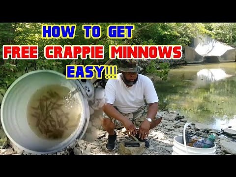 How to get FREE CRAPPIE MINNOWS...Easy!!! (everything you need to know) Crappie Town USA Baby