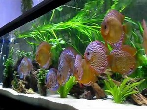 Stendker Diskusfische von http://www.Diskus-Direkt.de im 1.700 Liter Aquarium mit LED Beleuchtung