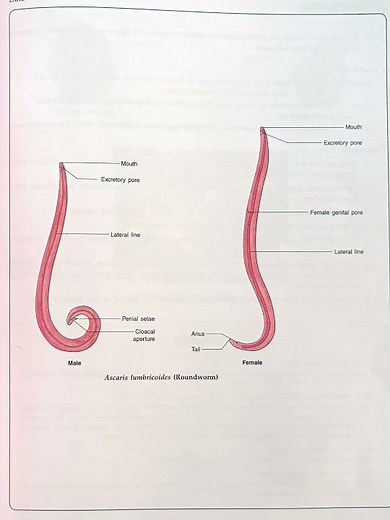 Ascaris lumbricoide class 12th #biology #practical #science #project #class12 #