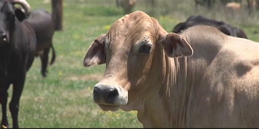 Texas cattle raisers association ranger says rustling still a modern-day crime