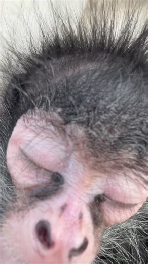 Do monkeys snore? Why yes they do. Here is 2 mins of baby Cricket snoring 🩷 | Our Life Adventures