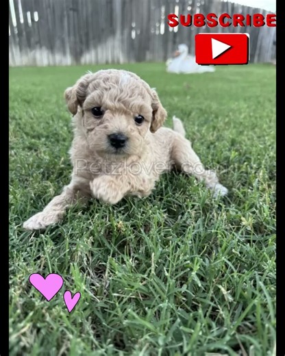 Kizzy! 🥹💕 This Adorable Cavapoo Is Already Learning Like a Star! 🐾✨