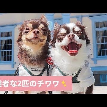 一発芸で心をゲット⁉️ 片思いの空くんとツンデレな陸くんのドキドキ生活🐶💗 【PECO TV】
