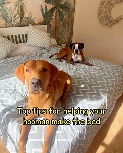 This is a tutorial on how to best help the hoomans make the bed. The most important part is that you are involved in every step and don't leave till you've rolled around on the new clean bed! #boxerdog #labrador | Bobby from the bin