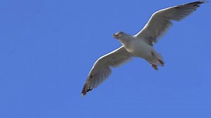 Gull, Flight, Isolated. Free Stock Video