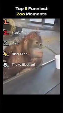 Top 5 FUNNIEST Zoo Moments 🐘 | #thehypearchive