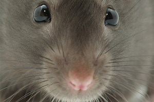 Dead Animal In Air Duct: What To Do - Skylands Energy Service