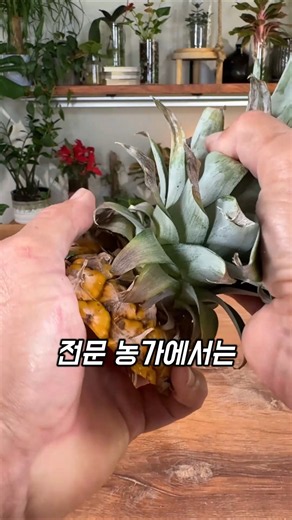 How to Shorten Pineapple Harvest Time