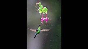 My first attempt at some slow motion video. This is a Fiery-throated Hummingbird from Costa Rica. On this trip I shot exclusively with Nikon's new Z9 mirrorless camera. in two words - LOVED IT! Came right home and ordered two more, so long mirrors! This video was shot at 120 frame rate and then processed to 24fps for slow motion. Something fun to play with. Image: Fiery-throated Hummingbird, San Gerardo de Dota, Costa Rica #NikonZ9, 180-400mm, Slow motion recorded at 120 Frames per second. Good 