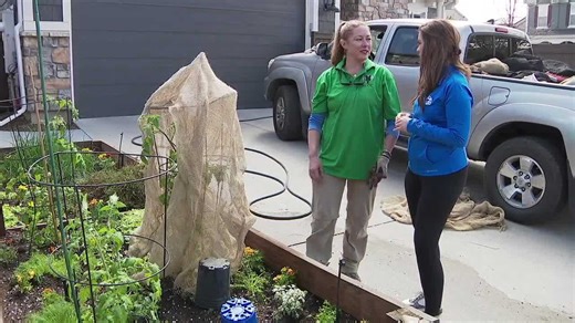 Tips to plant your first vegetable garden