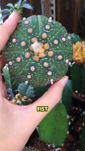 The Peyote Cactus Sacred to Centuries! #peyote #lophophora #indigenouswisdom