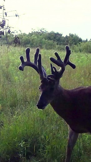 4.1K views · 68 reactions | New episode alert! Deer season is fast approaching and on this week's show Drake Lamb sets up a new killer stand for bow hunting. #hunting #deerhunting #bowhunting #Iowa #midwestwhitetail #deerseason | Midwest Whitetail | Facebook