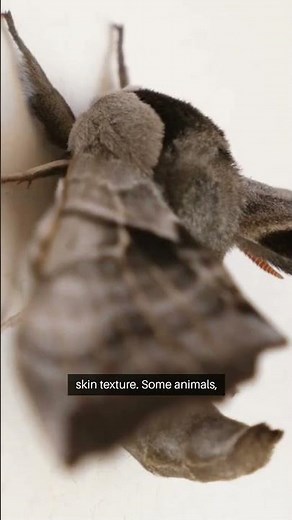 How Animals Use Camouflage to Survive