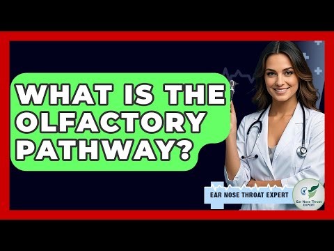 What Is The Olfactory Pathway? - Ear Nose Throat Expert