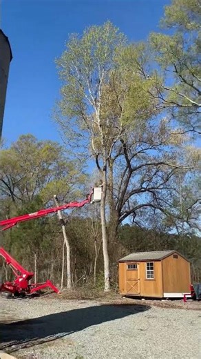 Spider lifts are compact, tracked aerial platforms used for safe and efficient tree removal