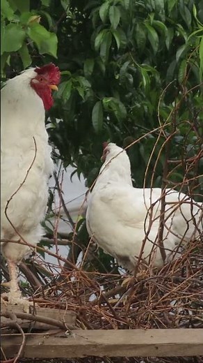 Lesotho: The country completely surrounded by another!