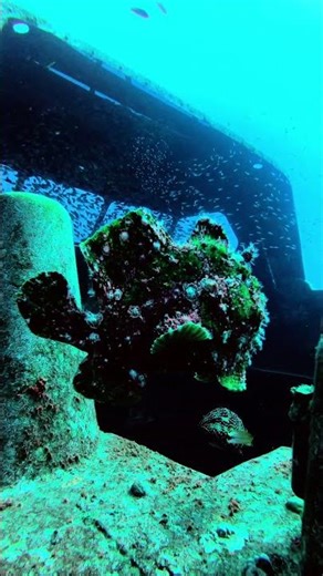 If You Think Aliens Don’t Exist… Meet the Frogfish. #Frogfish #UnderwaterAliens #DiveLife #hidden