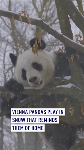 Giant pandas He Feng and Lan Yun were seen playing in the snow at Vienna’s Tiergarten Schönbrunn as winter weather conditions resembled the climate of China’s mountain forests, the zoo said. The zoo noted that the pandas’ dense fur, including hair on the soles of their feet, helps keep them warm and prevents slipping. Born in China in 2020, the pandas arrived in Vienna in April 2025 from the Conservation and Research Center for the Giant Pandas. #pandas #giantpandas #Vienna | CGTNEurope