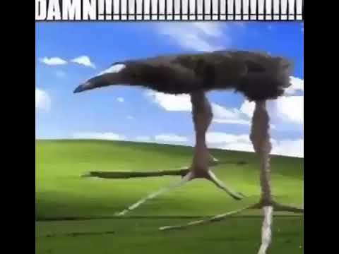 DAMN!!!!!!!!!!!!!!!!!!!!!!!!!!!! bird