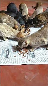 Miow miow dry food for my cats. mere biliyong ke liye dry food